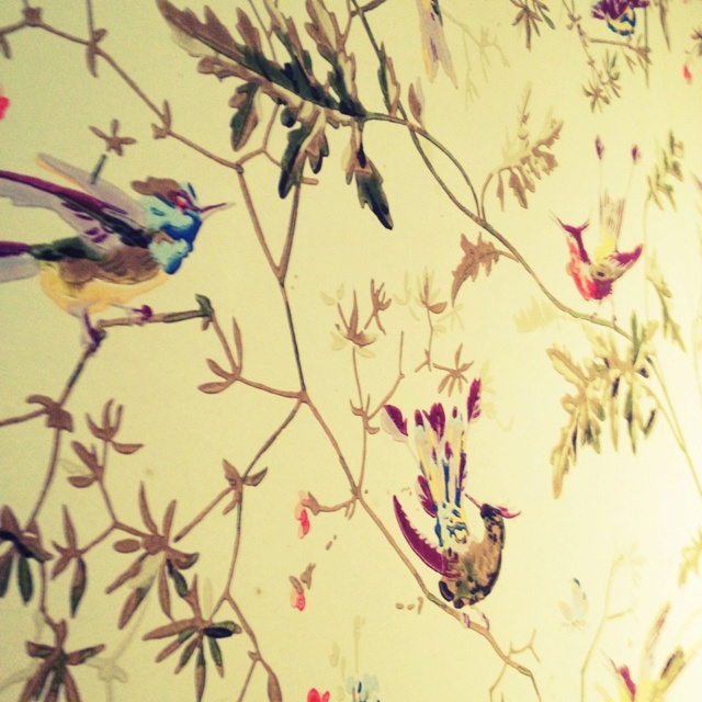 Pretty Cole Son Wallpaper Hummingbirds