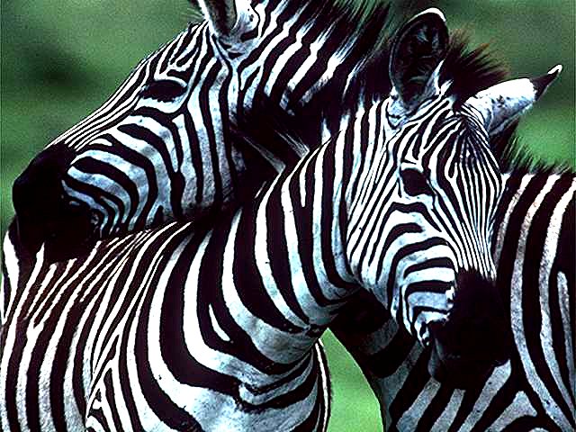 Zebra African Bush And Jungle Safari Animal