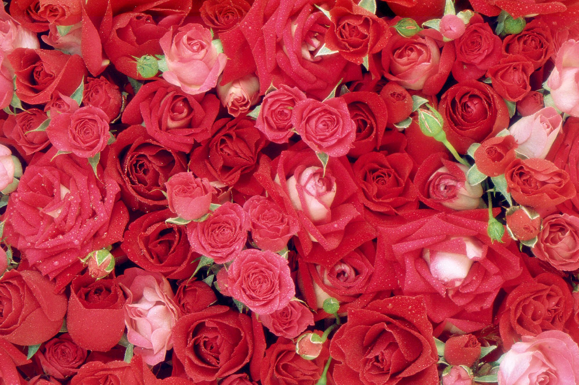 Love Roses Wallpaper One Stop