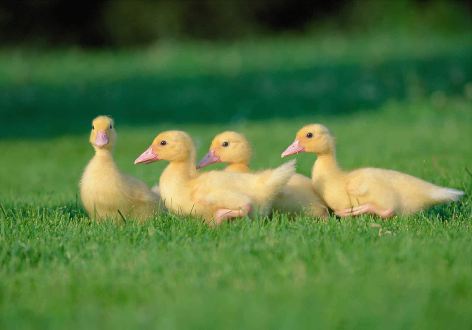 Baby Duck Background Wallpaper