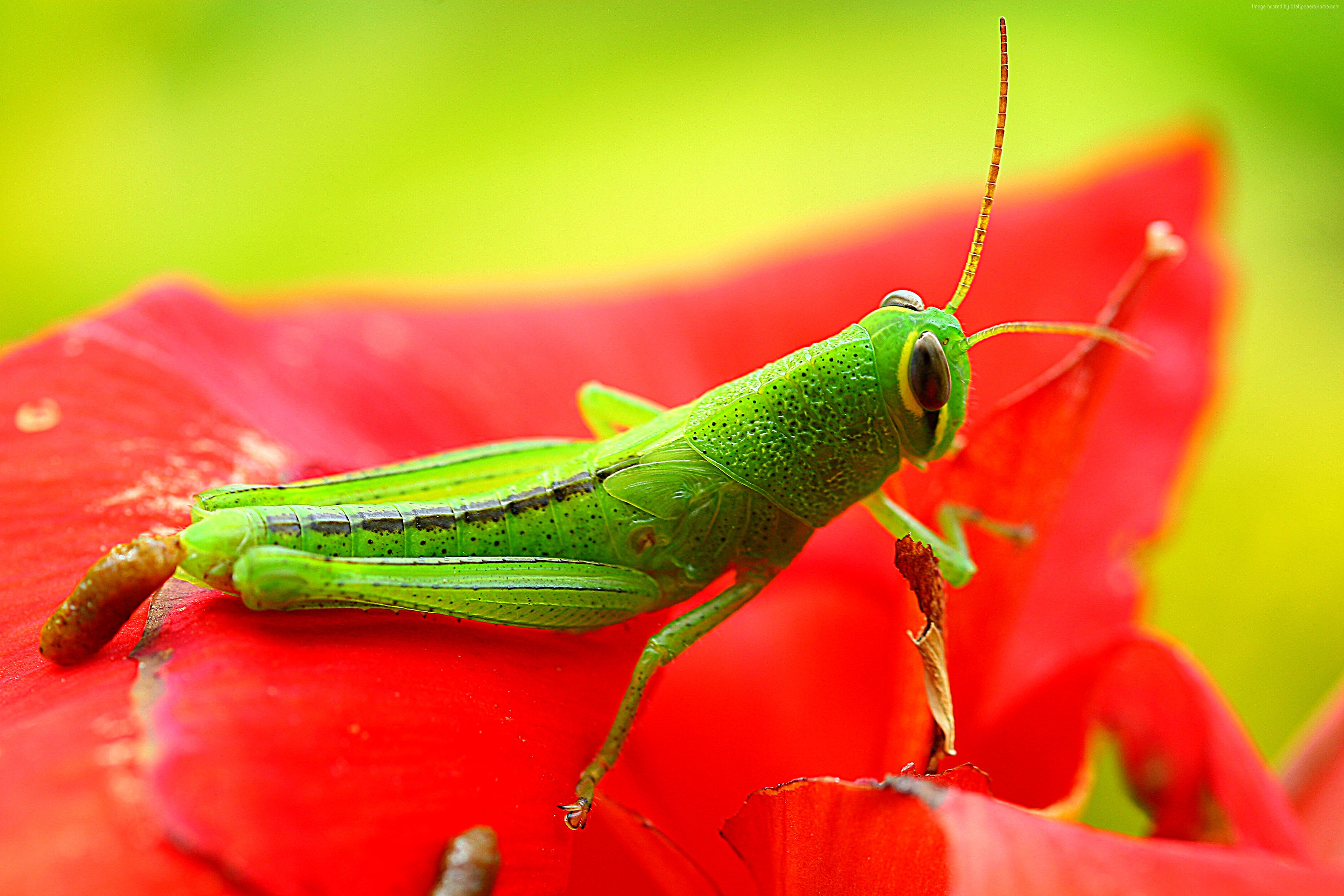 Wallpaper Grasshopper Grig Green Flower Red Insects
