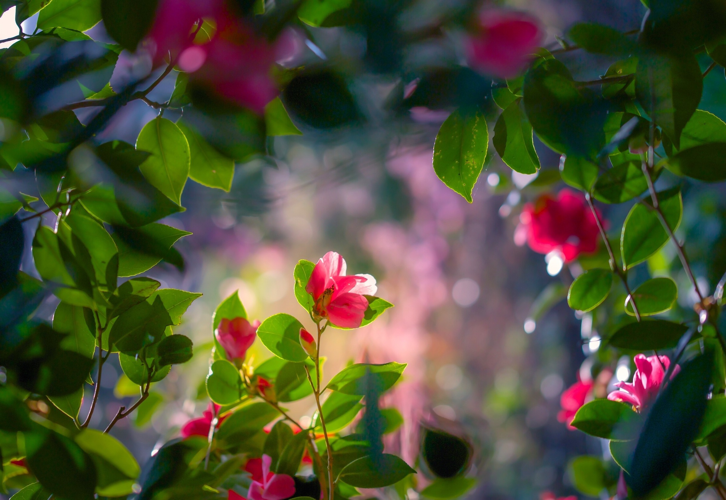 Nature Flowers Wallpaper HD