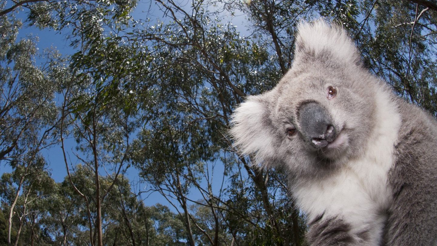 Koala Bear Wallpaper For Desktop In HD