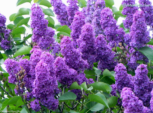 lilac flower garden wallpaper Lilac Flowers 640x474