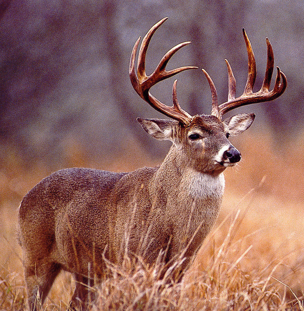 All Deer Hunting Background Image Pics Ments Covers
