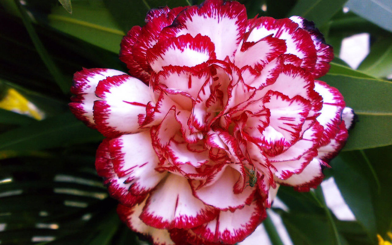 The Warm Mother Flower Carnations HD Wallpaper