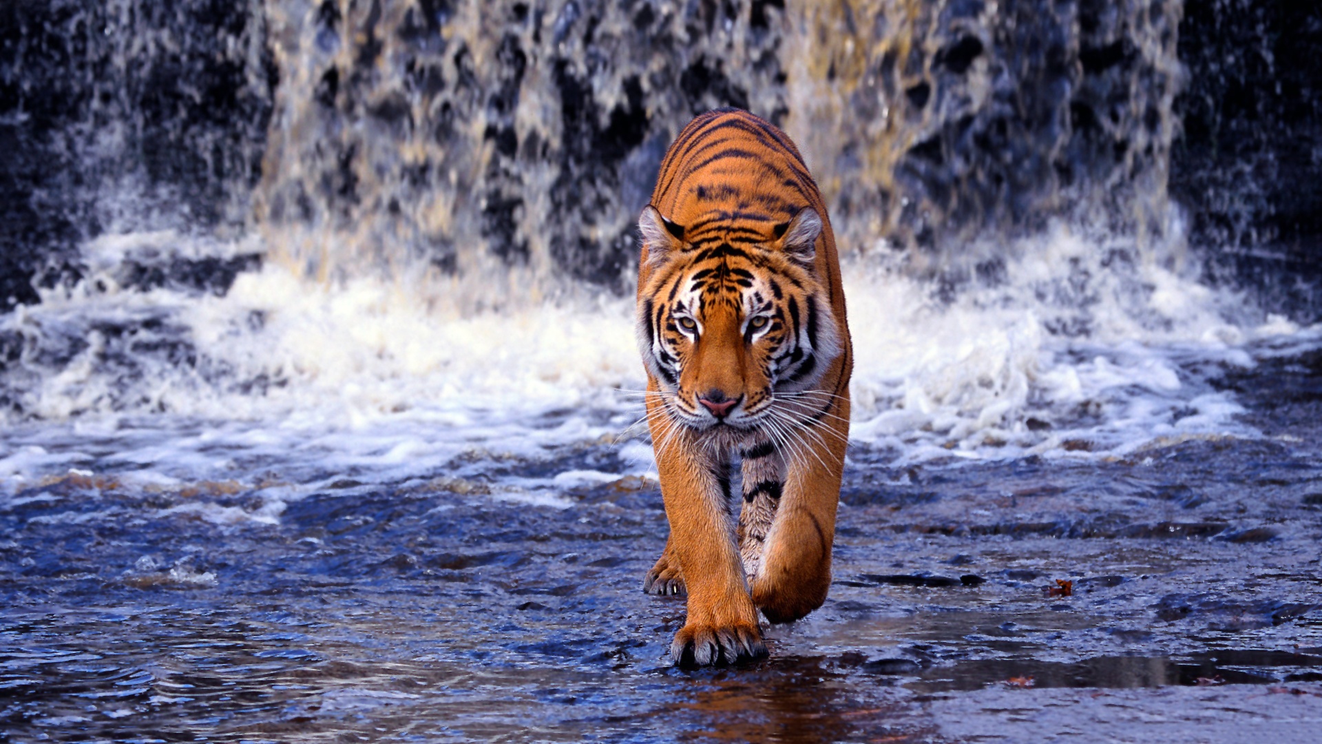 Tiger Wallpaper HD
