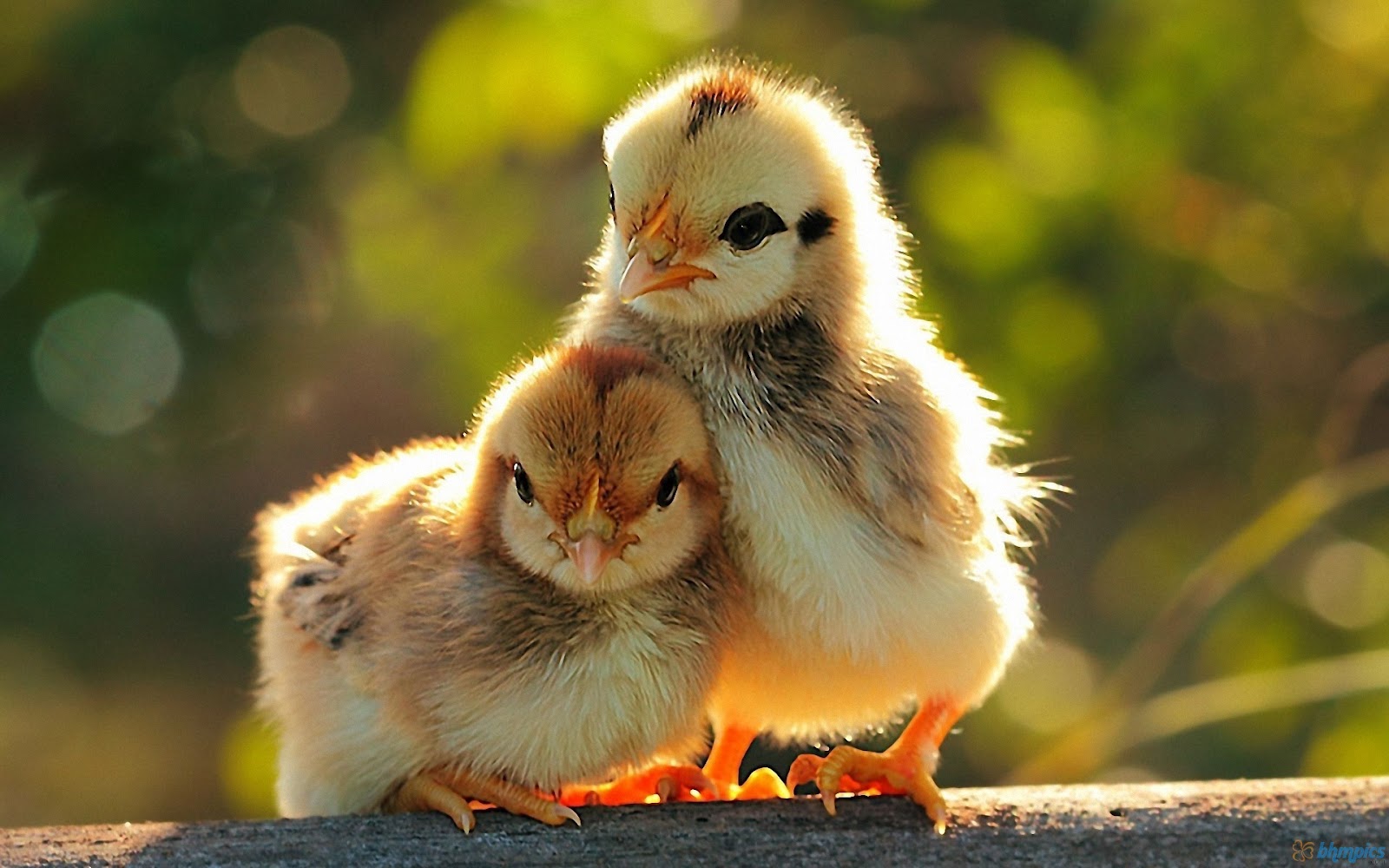 Wallpaper Two Chickens Baby For Desktop Pc