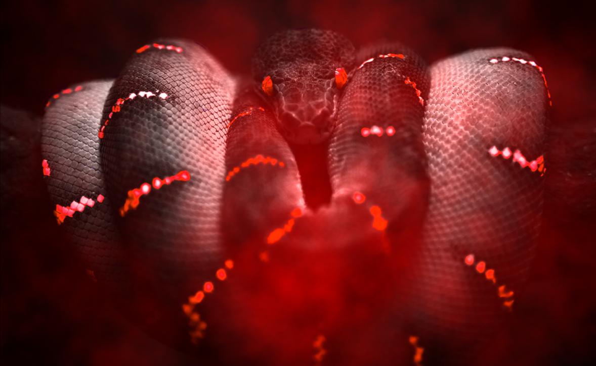 Snakes Animated Wallpaper Desktopanimated