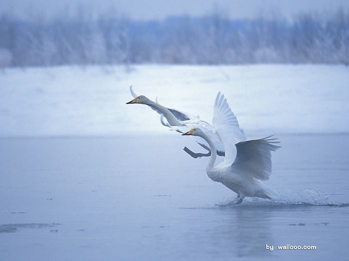 Graceful White Swans In Winter Photo On Water