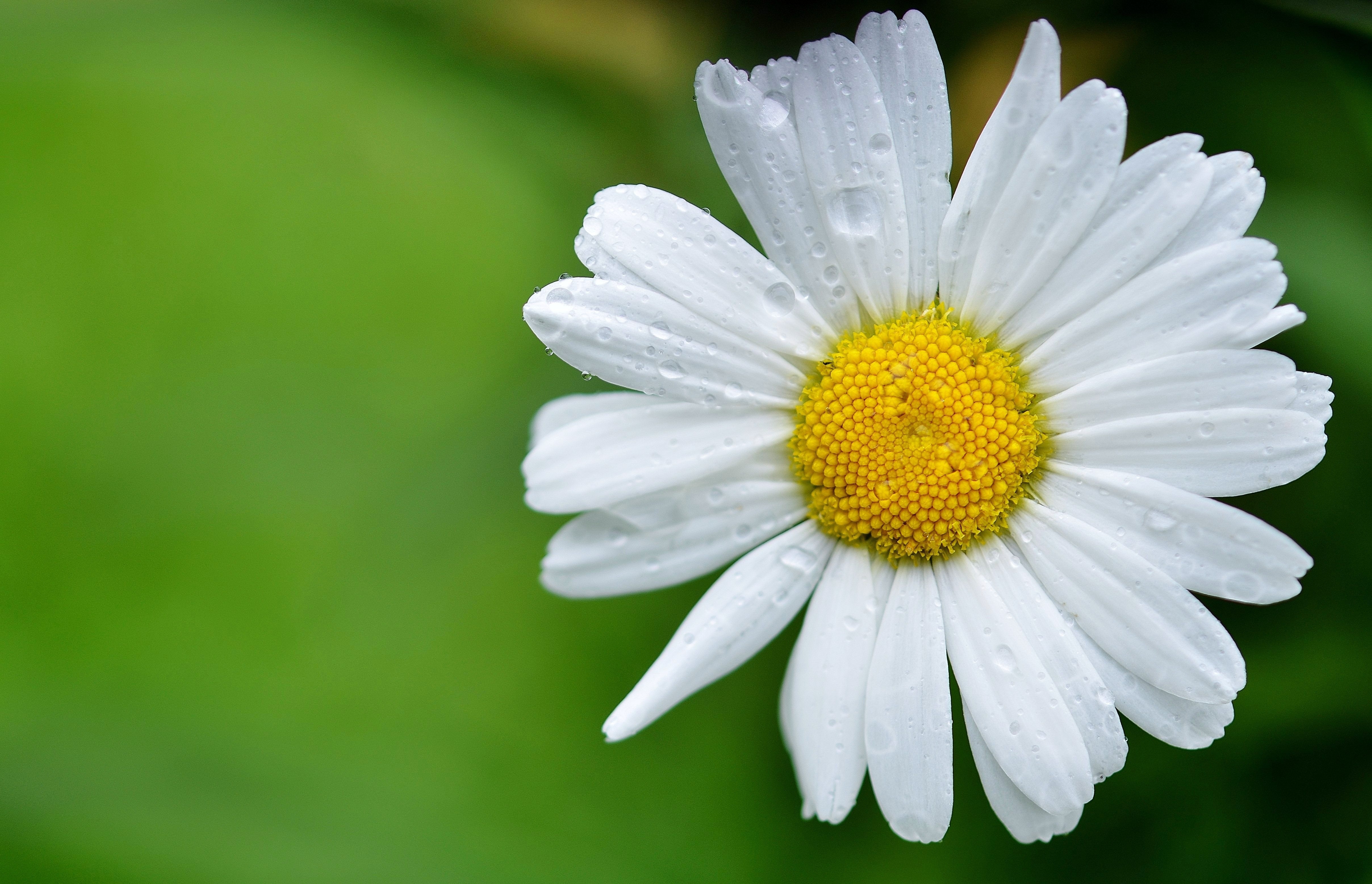 Daisy Wallpaper Image Photos Pictures Background