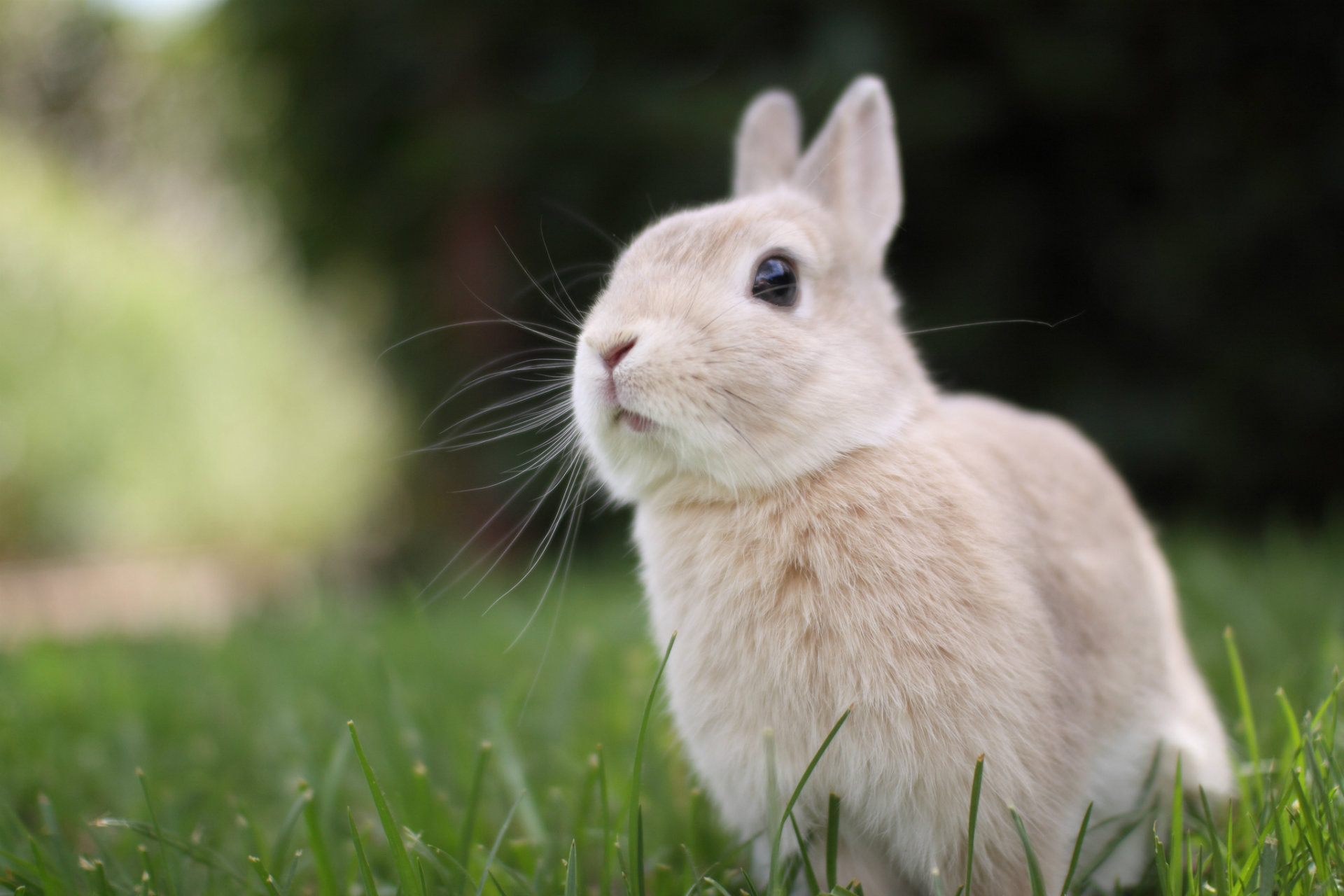 Cute Rabbit Wallpaper Desktop 1080p