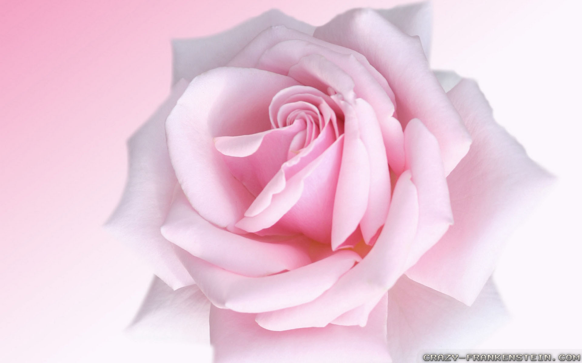 46+] Light Pink Roses Wallpaper - WallpaperSafari
