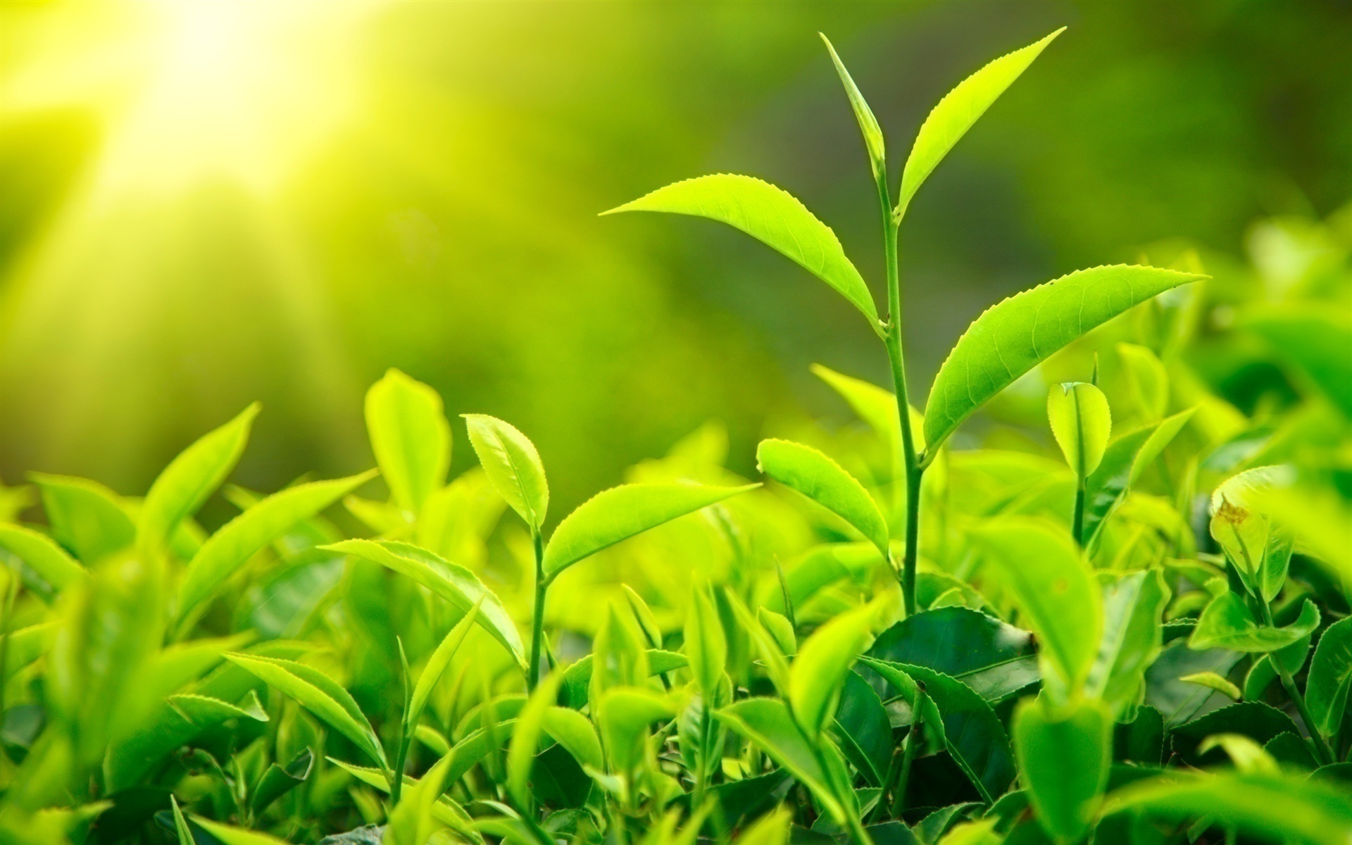 Best Green Tea Leaves In A Plantation Wallpaper Image