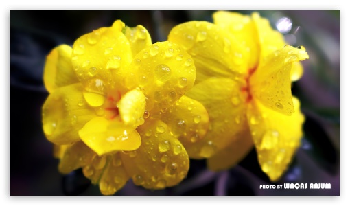 Yellow Flowers HD Wallpaper For High Definition WqHD Qwxga