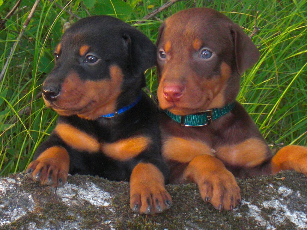 Doberman Pinscher Puppies Photo And Wallpaper Beautiful
