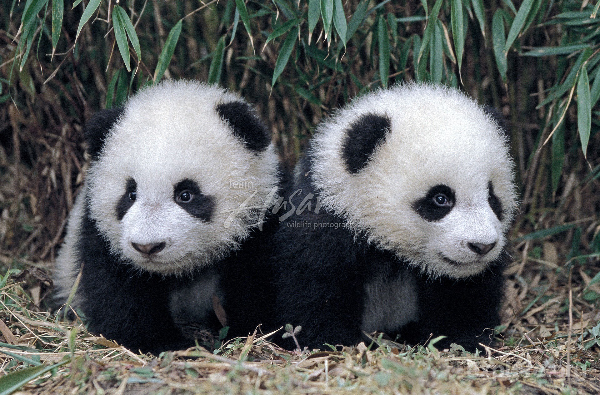 Twin giant panda cubs in a bamboo grove Wolong Panda Reserve Sichuan