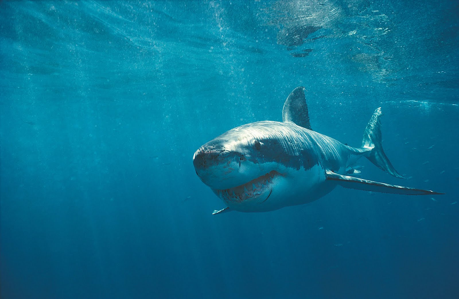 Cool Great White Shark Image Widescreen Wallpaper