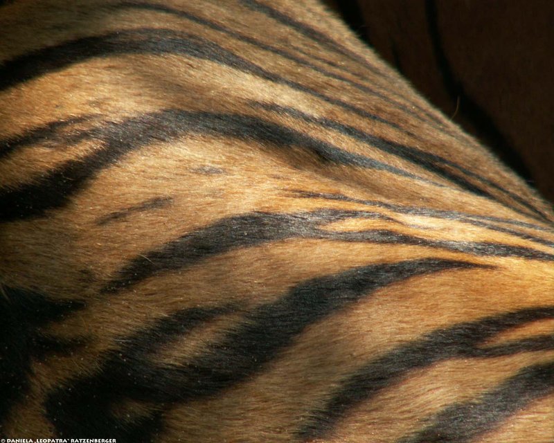 Tiger Fur Wallpaper By Leopatra Lionfur