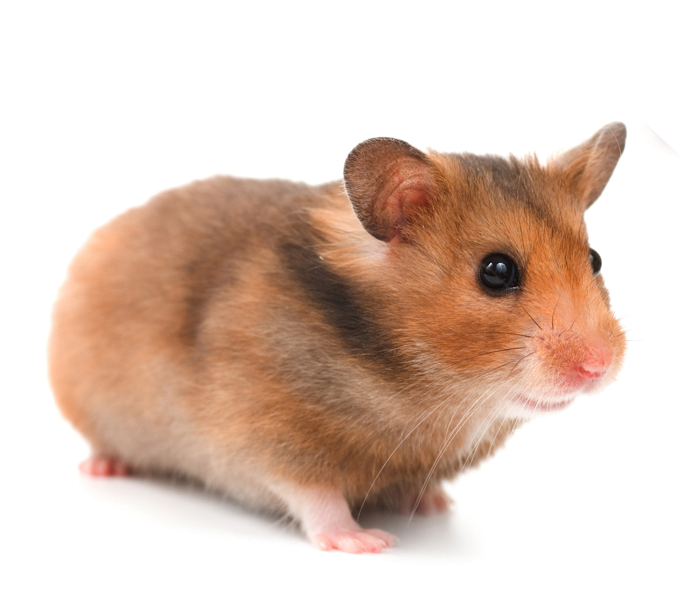 Firefighter Performs Life Saving Cpr On A Hamster Kindness