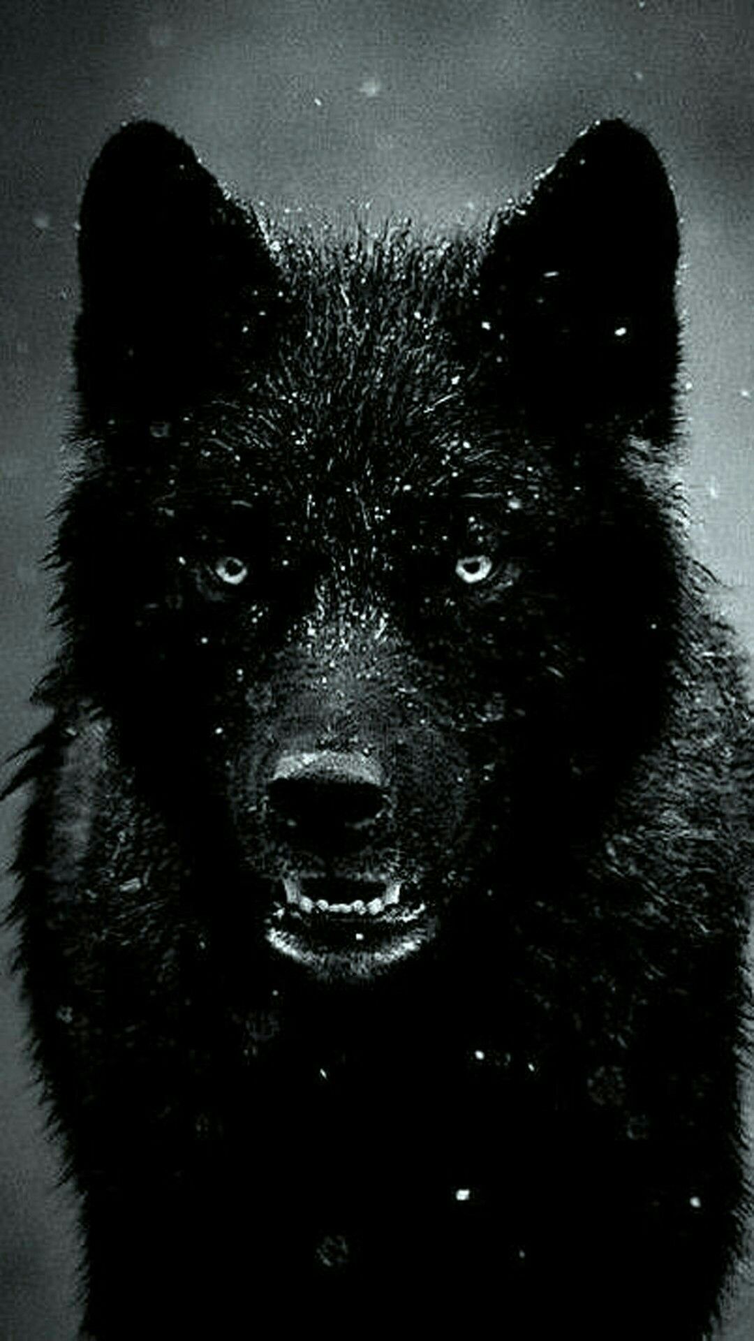 Epic Wolf HD Wallpaper Hus iPhone