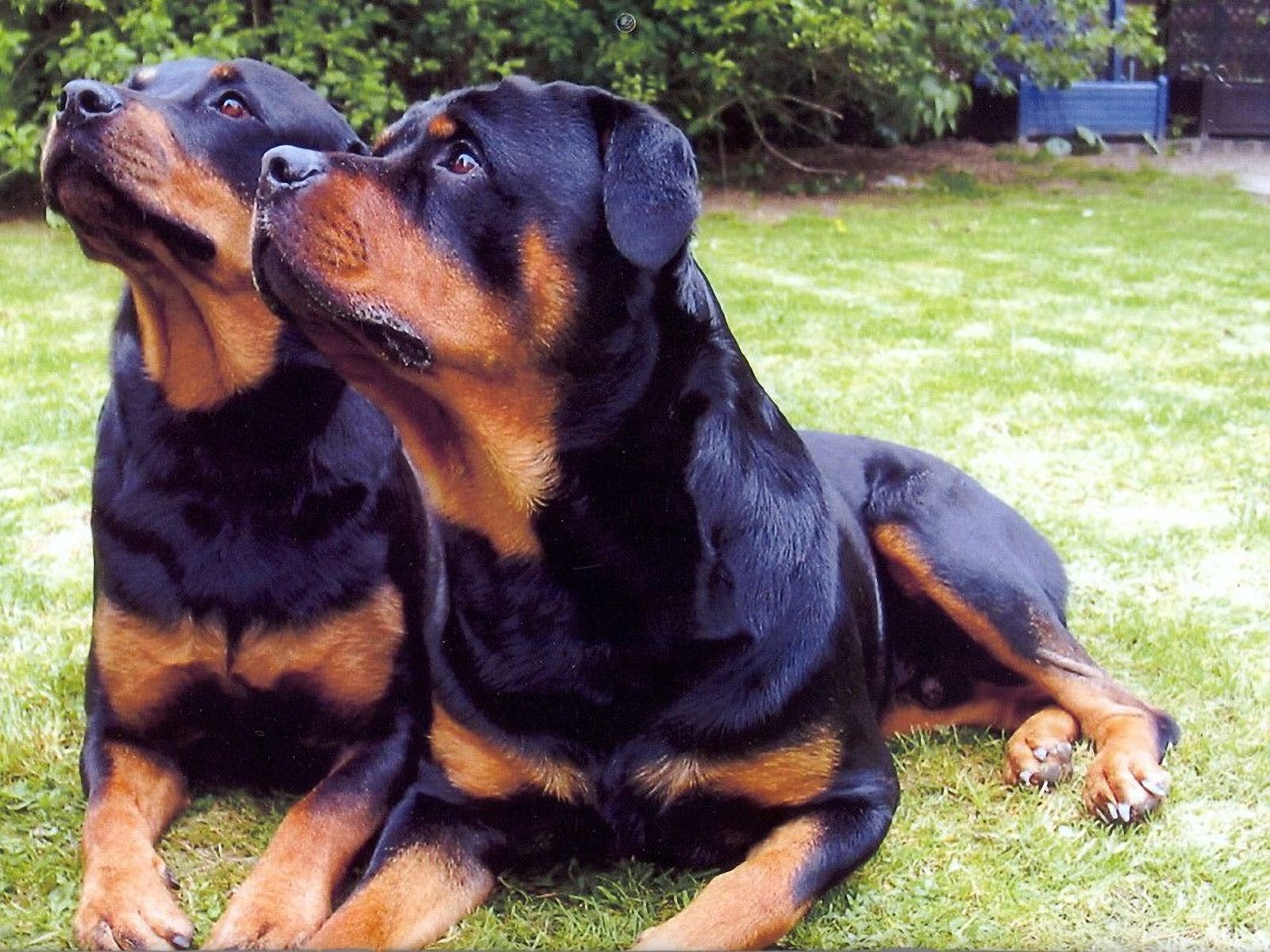 Rottweiler Funny Face WallpapersRottweiler Wallpapers Pictures Free