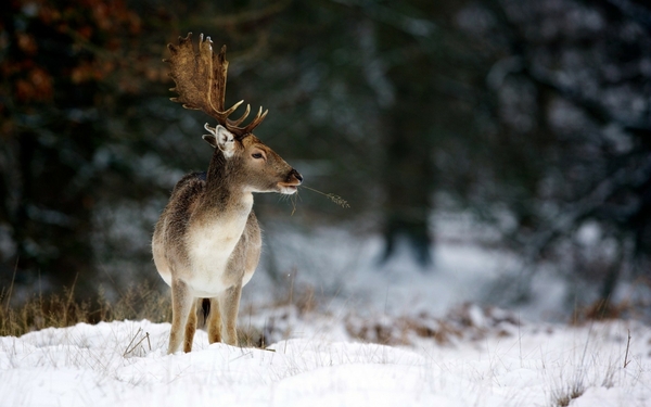 wintersnowdeer winter snow deer Winter Wallpapers Free