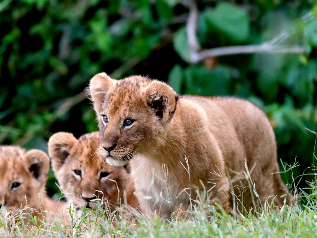 Lion Cubs Wallpapers HD Wallpapers Pictures Images Backgrounds 1024x768