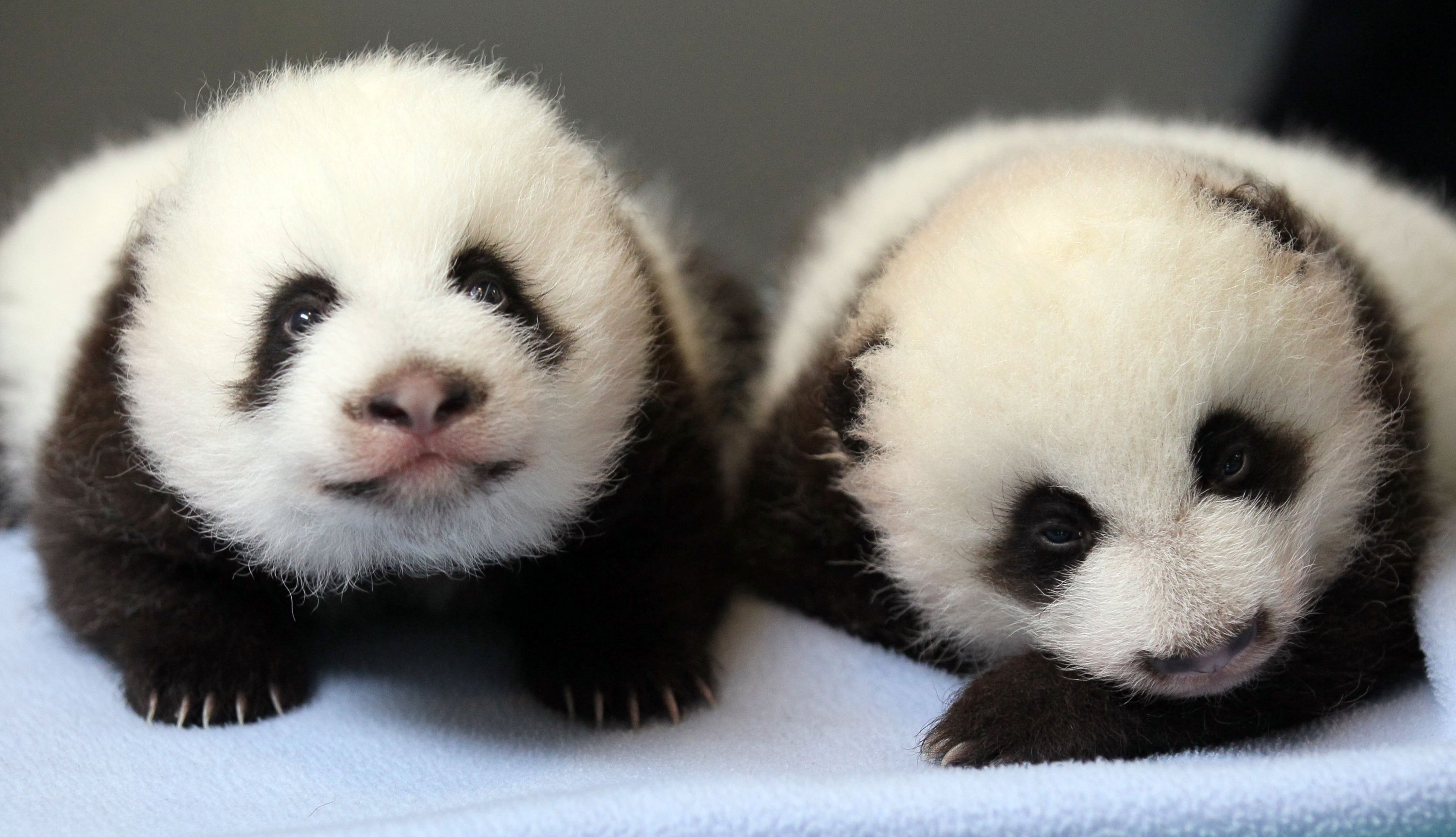 Two adorable baby panda cubs resting on a soft blue blanket