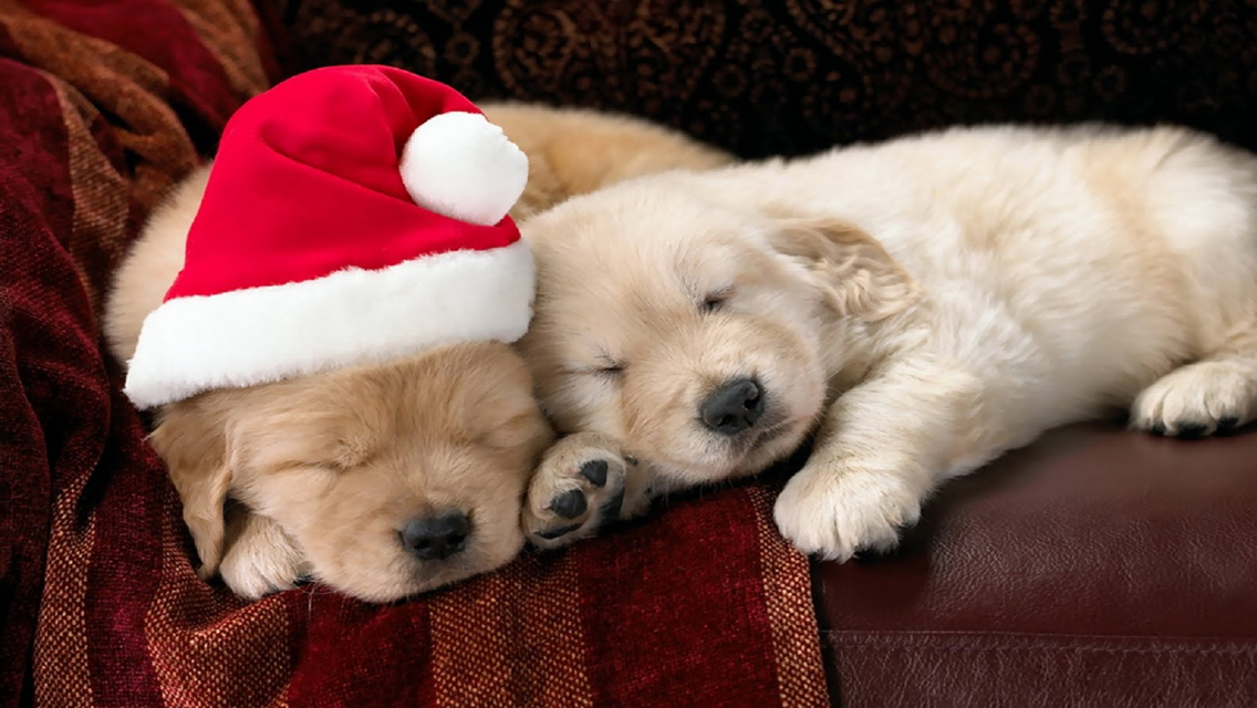 Puppy Christmas Dog HD Wallpaper For iPhone