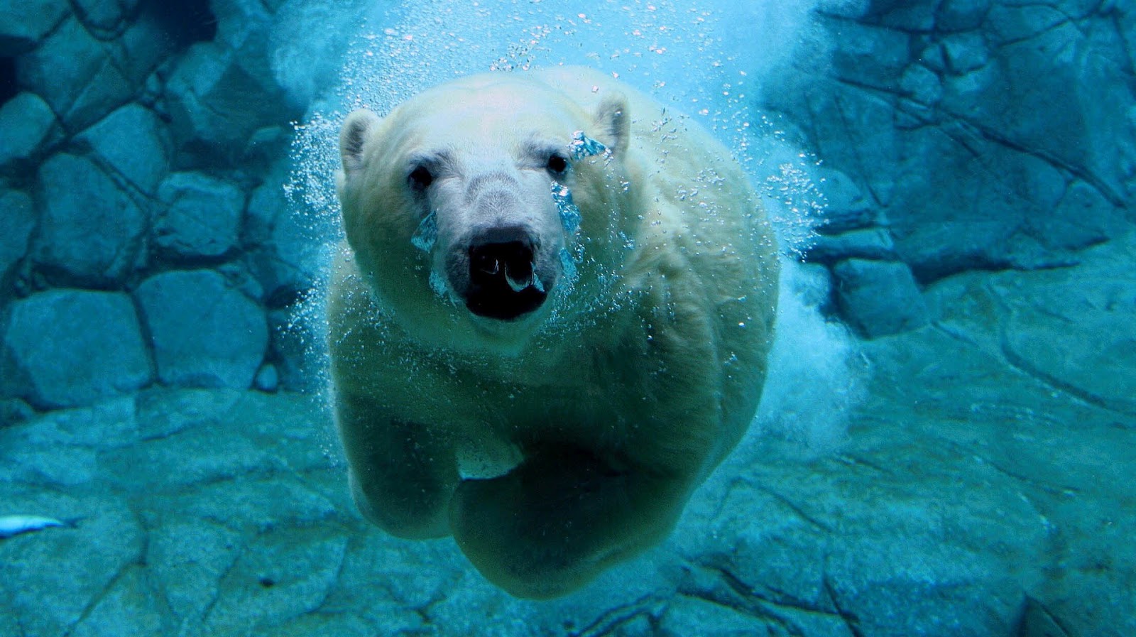 HD Animal Wallpaper With A Polar Bear Swimming Underwater