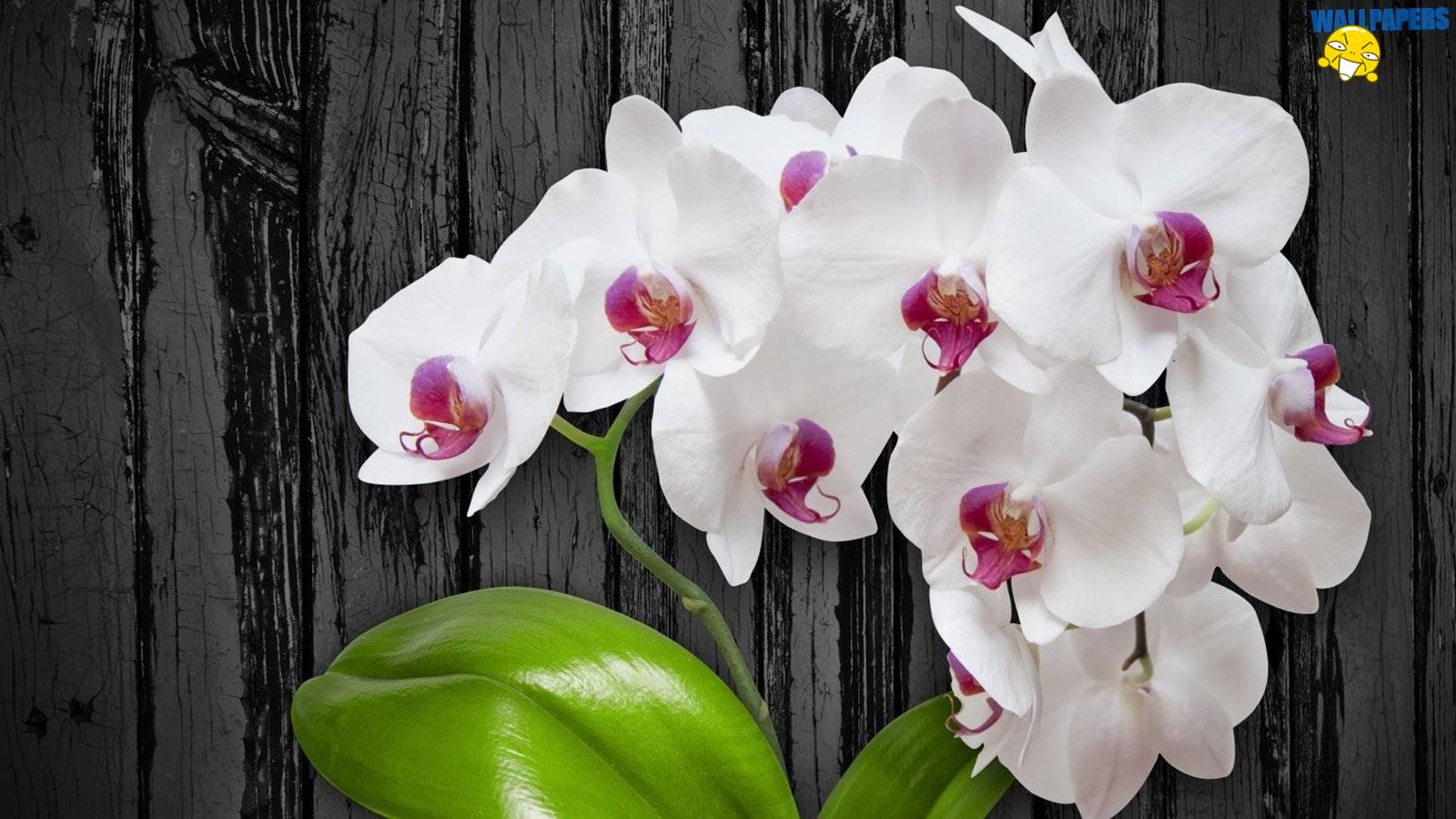 White Orchid Flower Wallpaper Creative Design