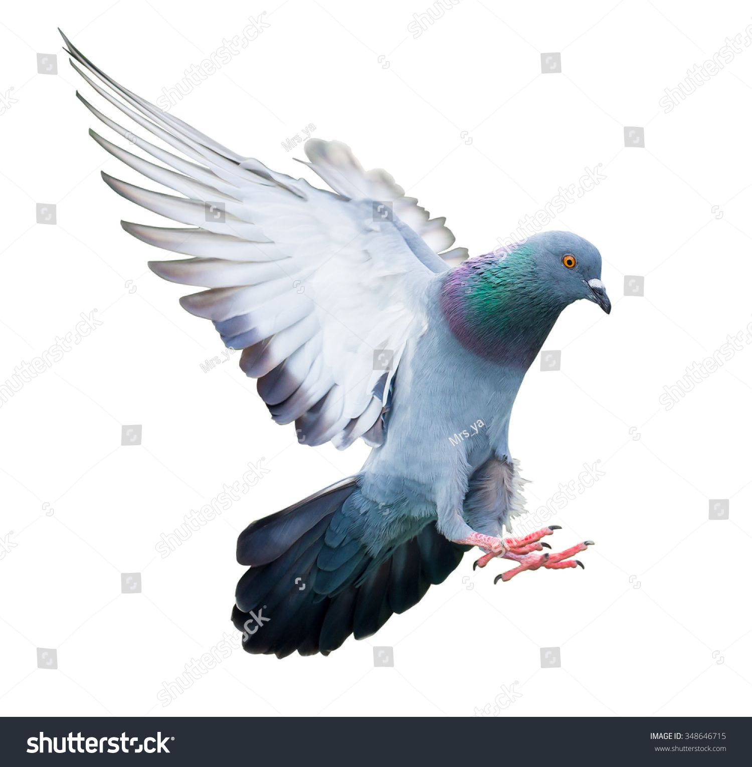 T Rker Okullu On Kuslar Pigeon Bird Flying Birds