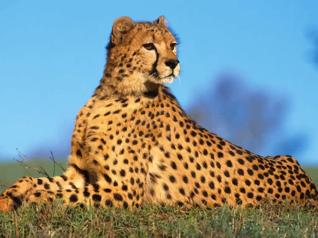 Cheetah Image Amp Pictures Becuo