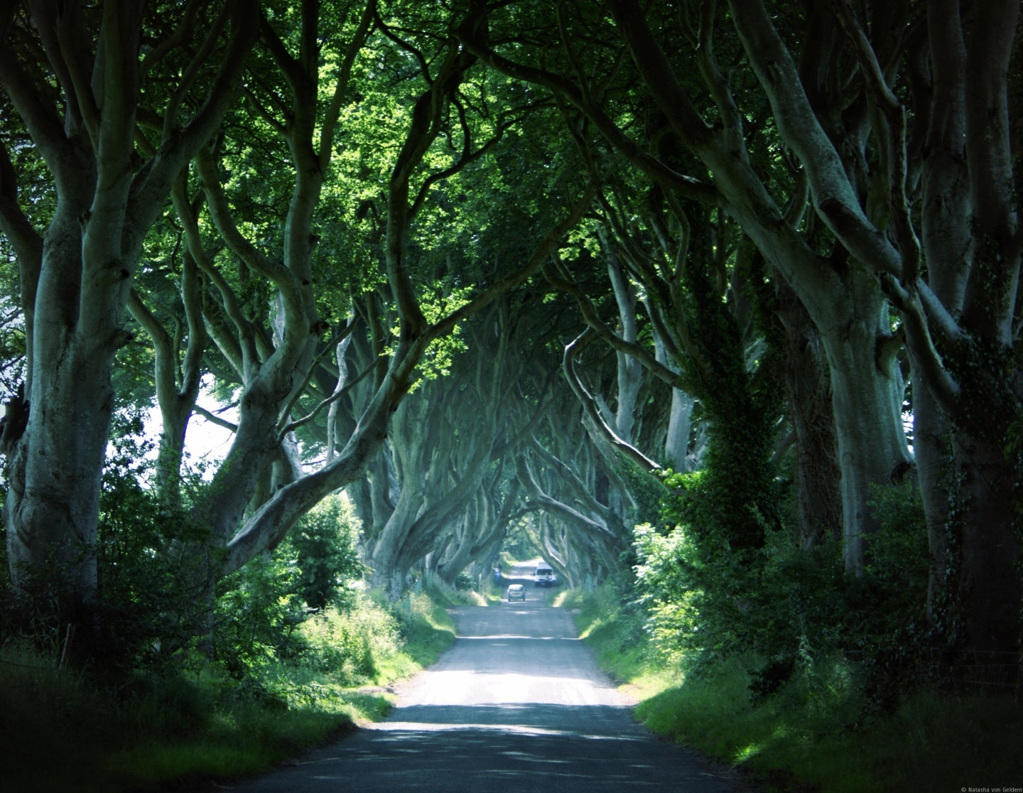 The Dark Hedges Co Antrim Northern Ireland Location Clim30