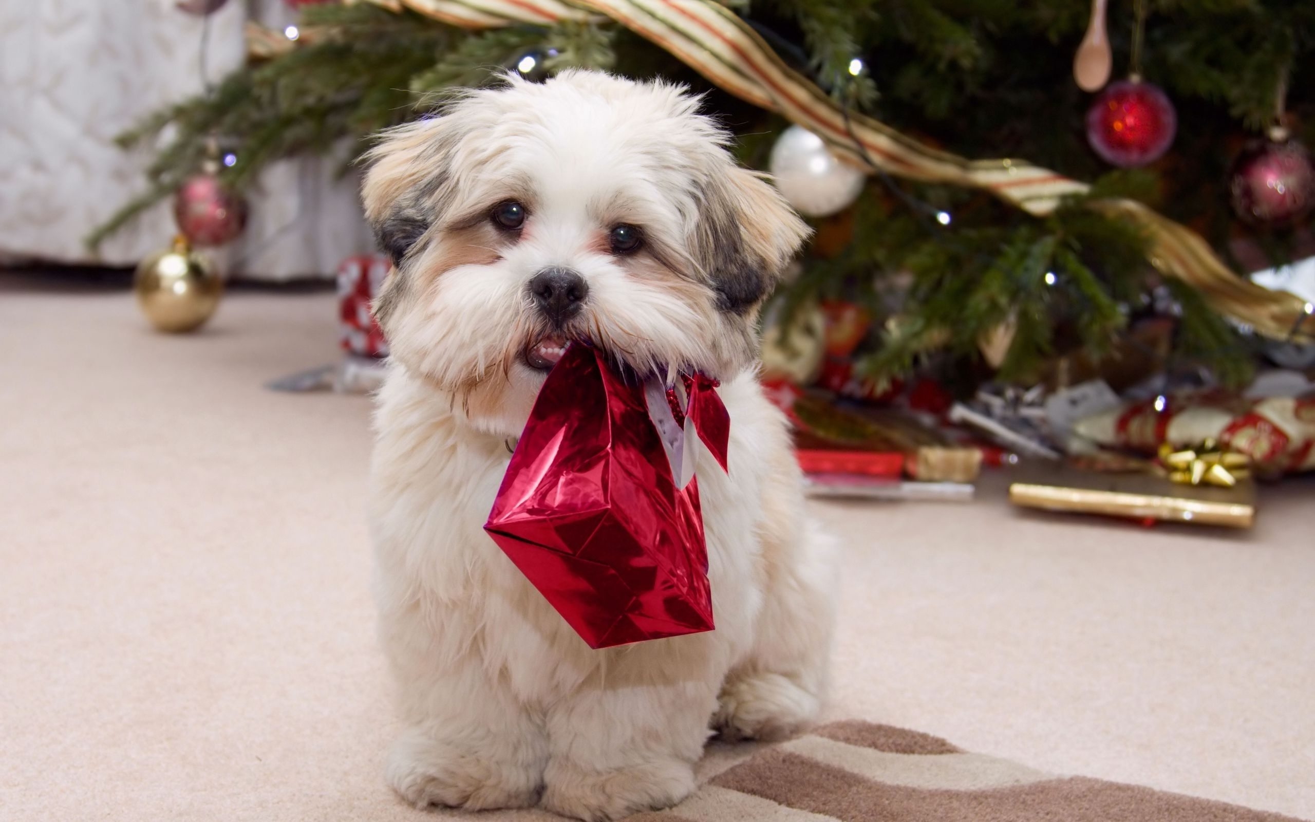 Shih Tzu Puppy On Christmas Day Very Cute Little And Playful