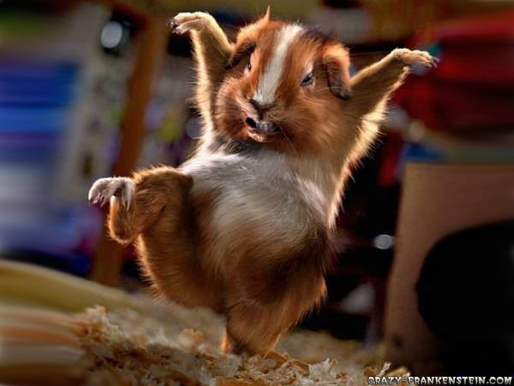 Funny Wallpaper HD Desktop