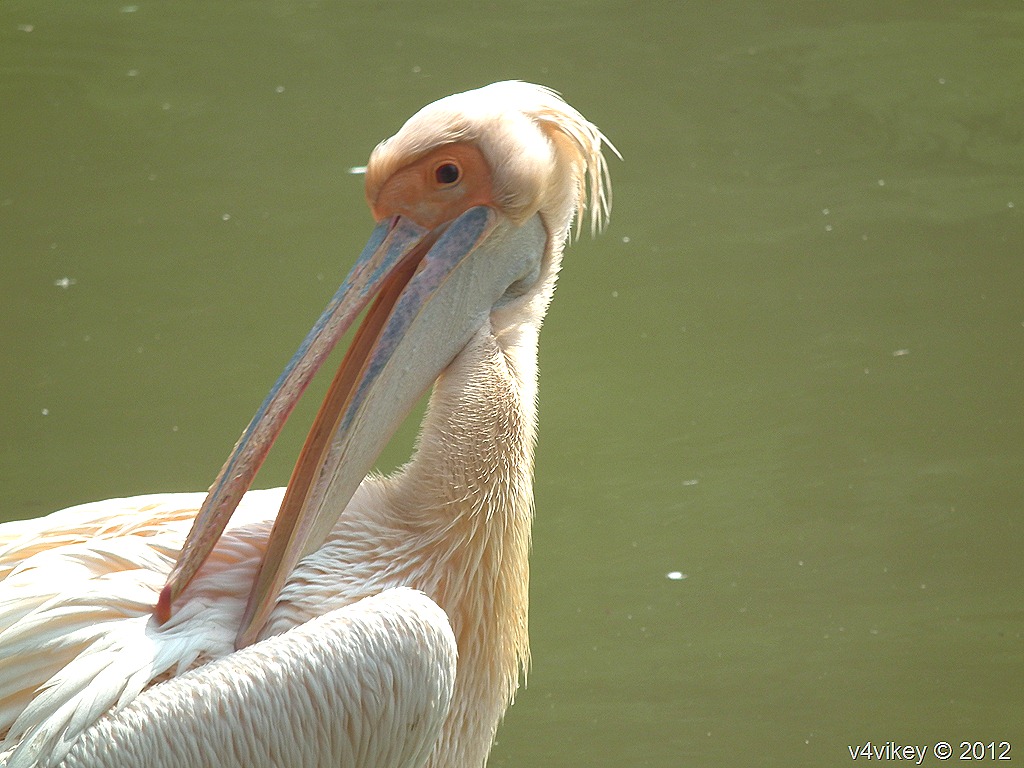 The Great White Pelican Is National Bird Of Romania