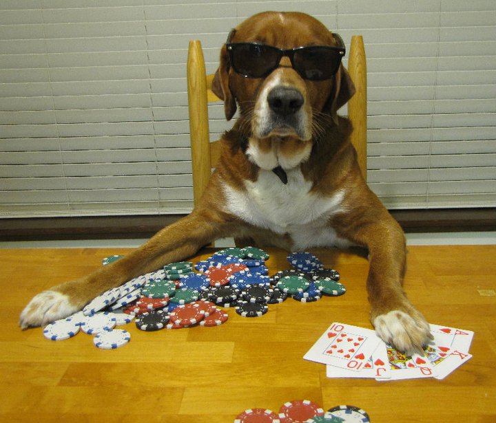 Dogs Playing Poker Wallpaper