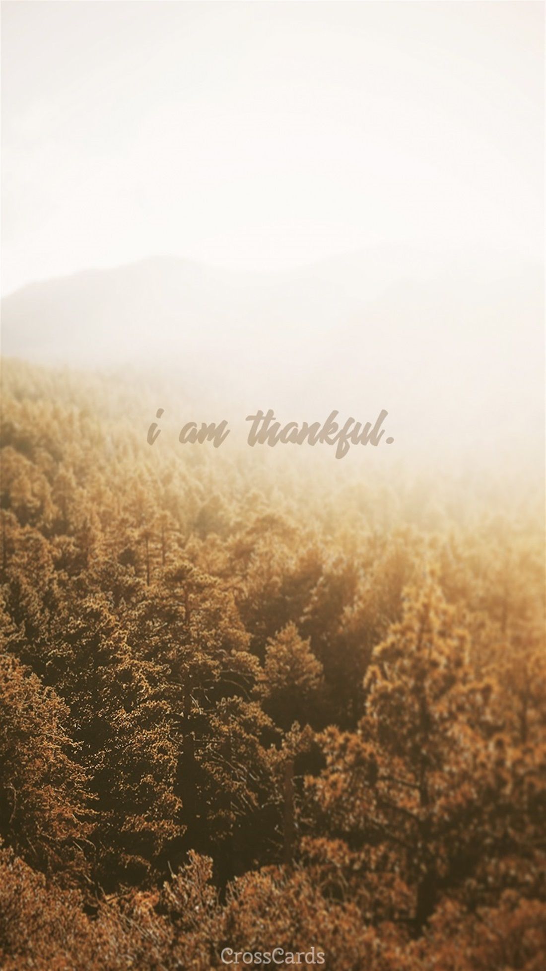 Thankful Wallpapers   Top Free Thankful Backgrounds
