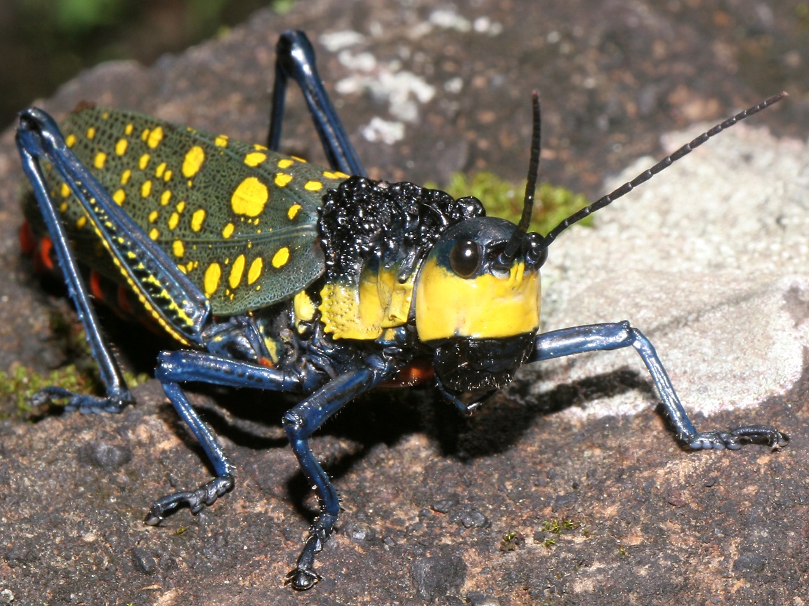 Where Is Wallpaper Grasshopper Background