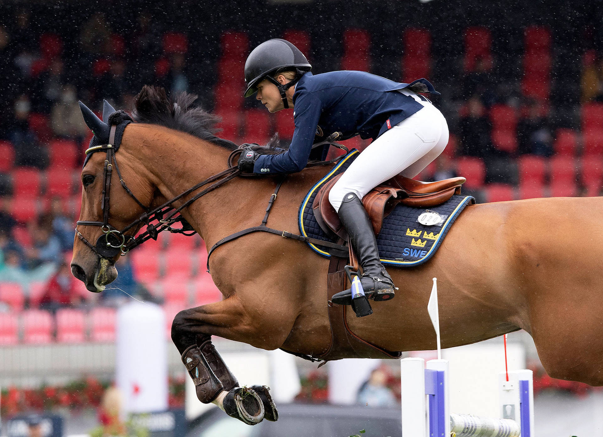 Top Equestrian Wallpaper Full HD 4k To Use