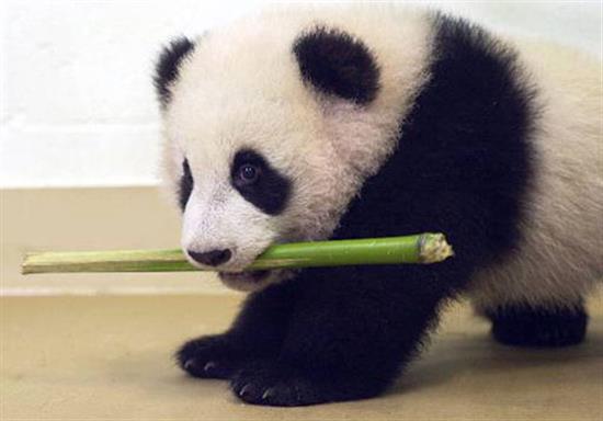 Cute Baby Panda Photos Webinsect Programming Tutorials Jquery