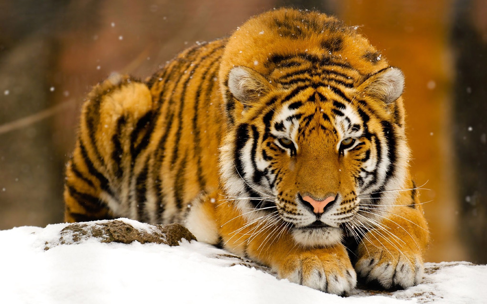 Siberian Tiger desktop wallpaper
