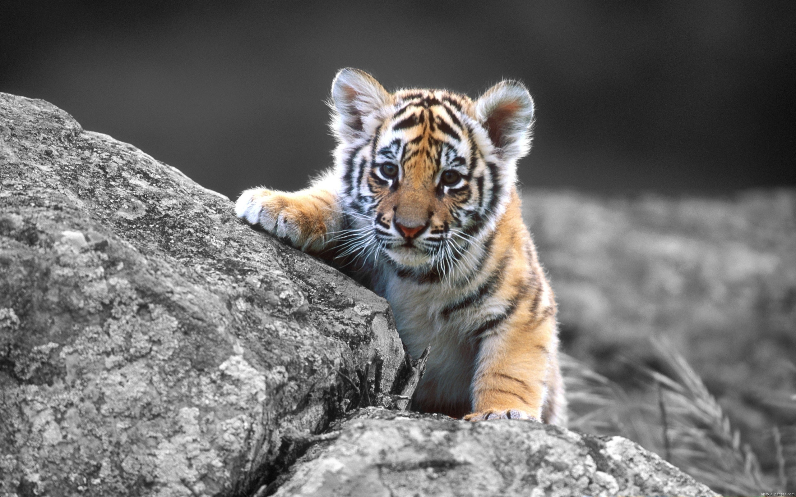 A captivating image of an adorable tiger cub exploring a rocky terrain. The cub's vibrant orange fur contrasts strikingly with the grayscale background, drawing attention to its playful curiosity and the intricate details of its surroundings. This stunning photograph is perfect for desktop wallpapers, adding a touch of wildlife charm to any screen