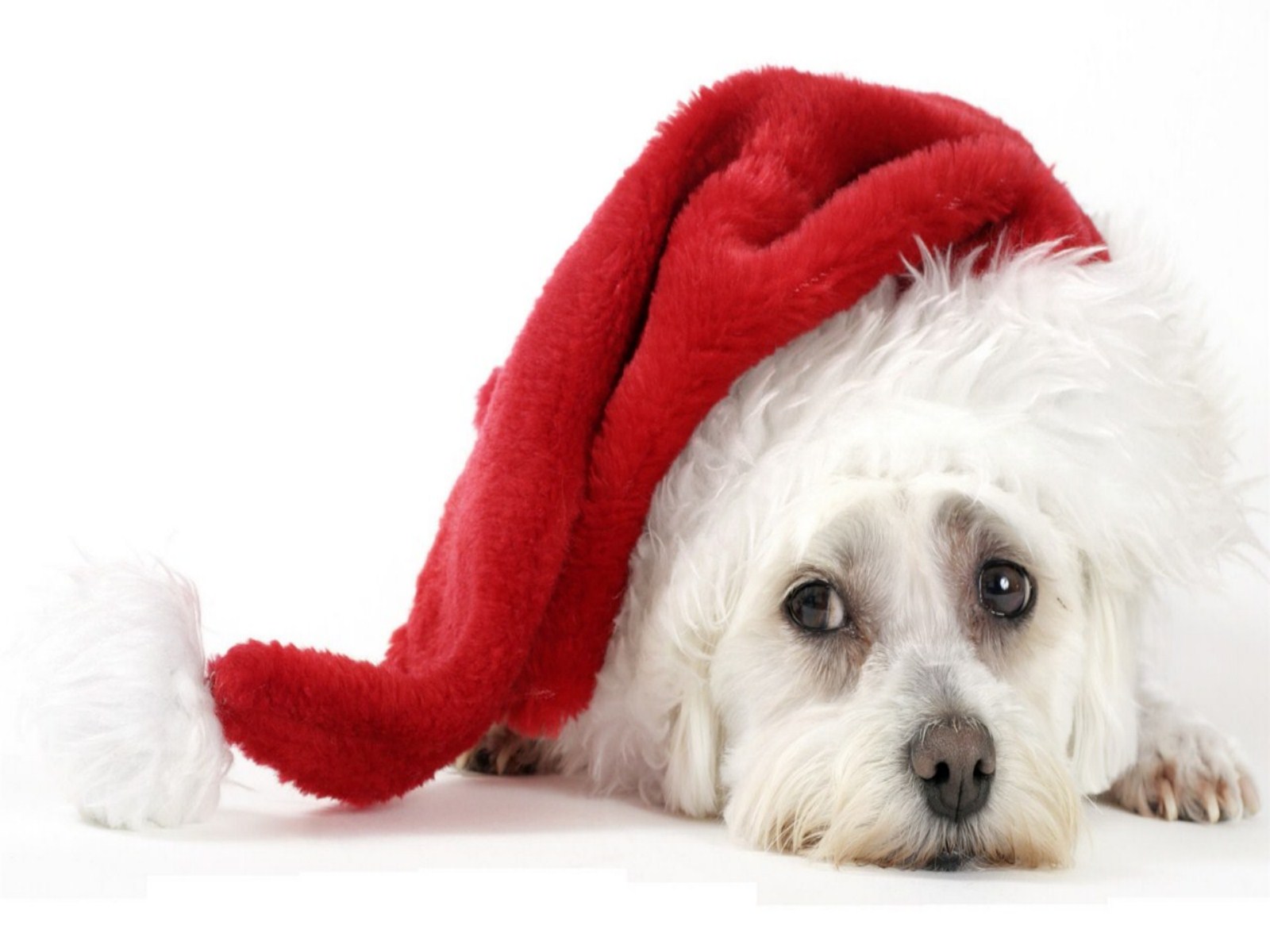 Go Back Image For Christmas Puppies Wallpaper