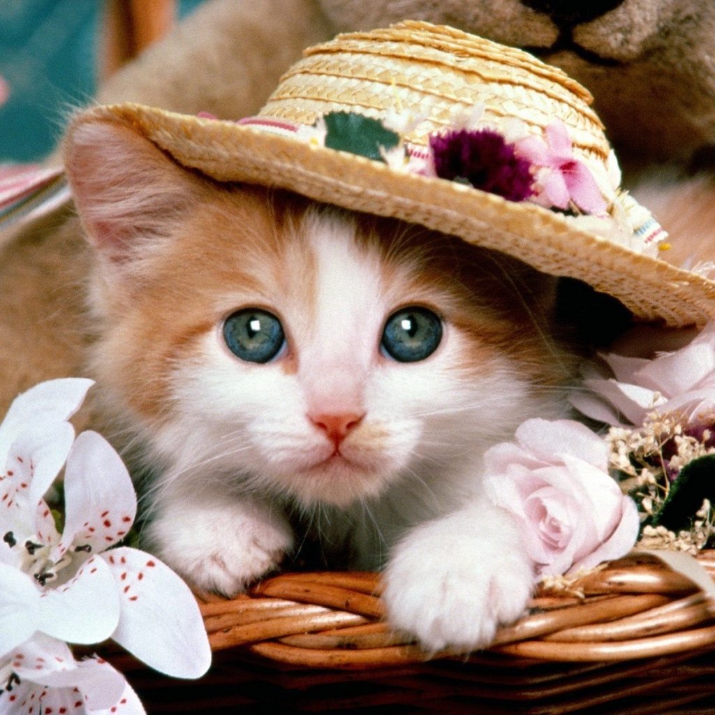 Cute Kitten Wearing A Hat For Your iPad
