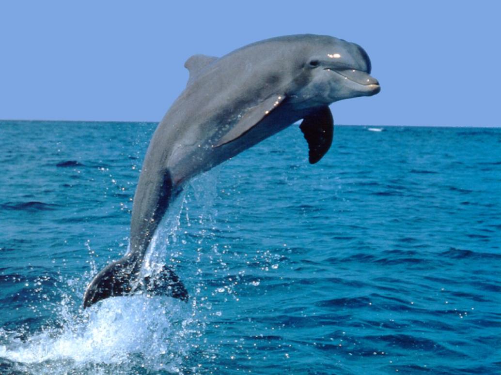 Indian National Aquatic Animal Is Dolphin