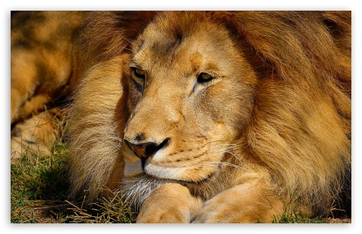 Lion Wallpaper HD 1080p Animalgals