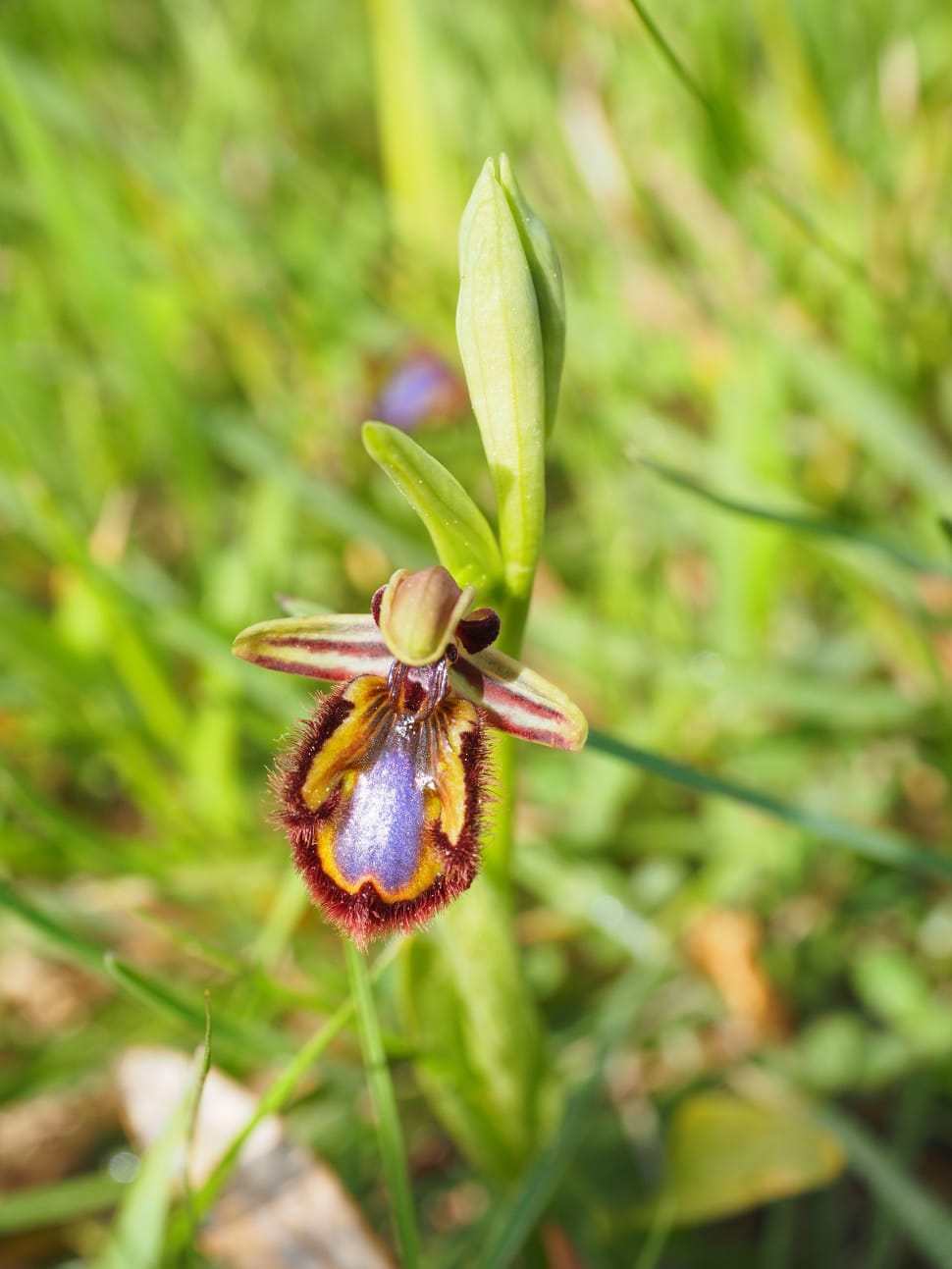 Spiegelragwurz Ophrys Speculum Nature Green Color Image